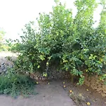 Ca\'S Xibal-Li